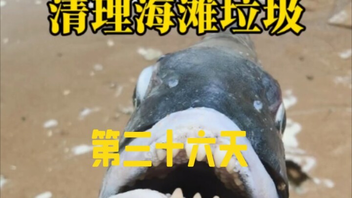 一个人在海南野海滩36天捡了174袋垃圾