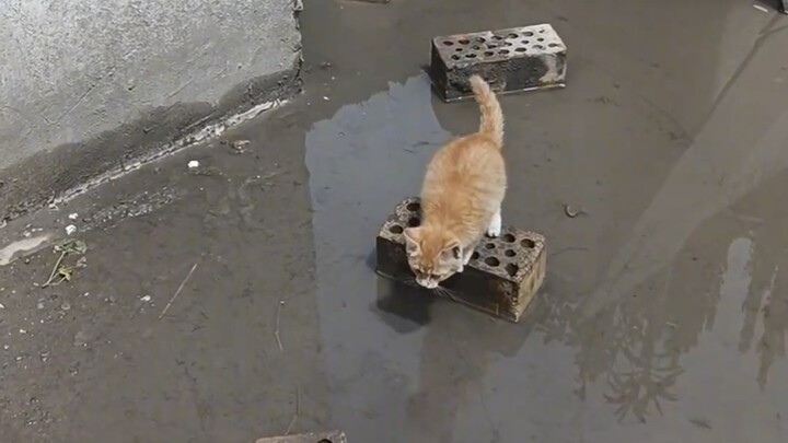 شياو جوي قطة صغيرة تحب النظافة.