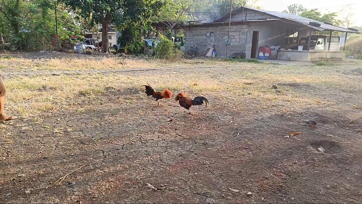 dalusapi white leg sparring