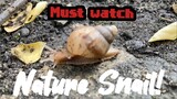 Look how the snail clear its obstacles and hide from its predator.