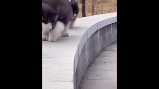 ดูหน้าตัวที่สองดิ 😂😂😂