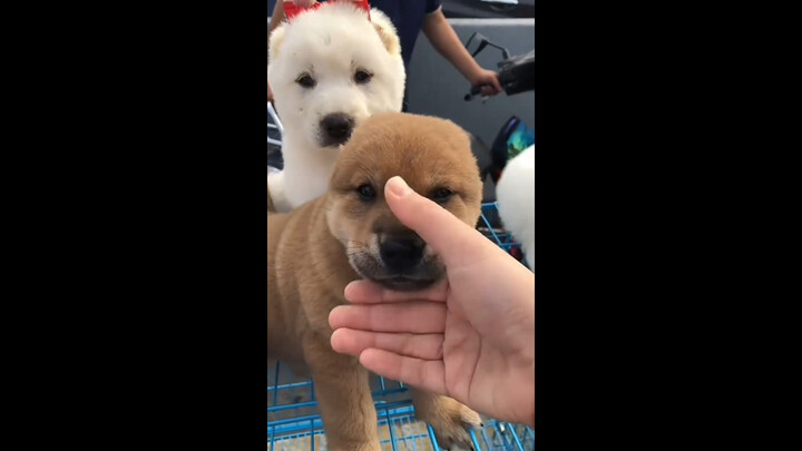 ช่วยปิดไมค์ให้น้องหมาด้วยมือ