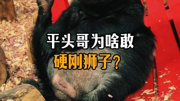 Mengapa Pingtouge berani bertarung langsung dengan singa?