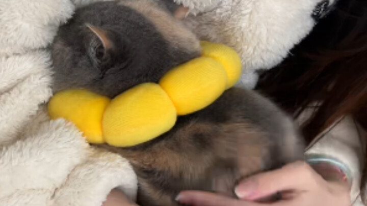 Marmut kecil berjamur