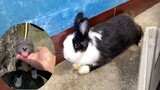 Thỏ: Đây là bạn mới à? Không! Mình chỉ muốn ăn thôi!