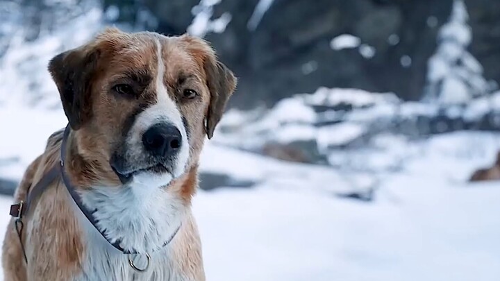 Is there a dog any cooler than this?