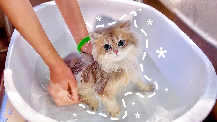 "British Shorthair Cat" 4-month Kitty's First Shower Lucky you~