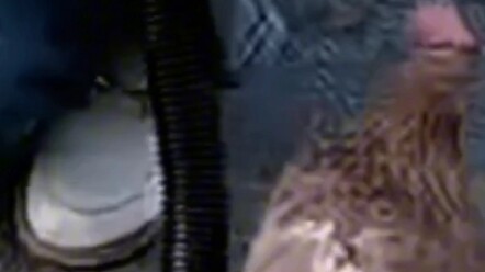 Si penghina, aduh! Ngapain kamu~