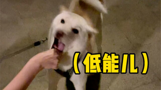 Mom's Good Son (Dog Walking Record)