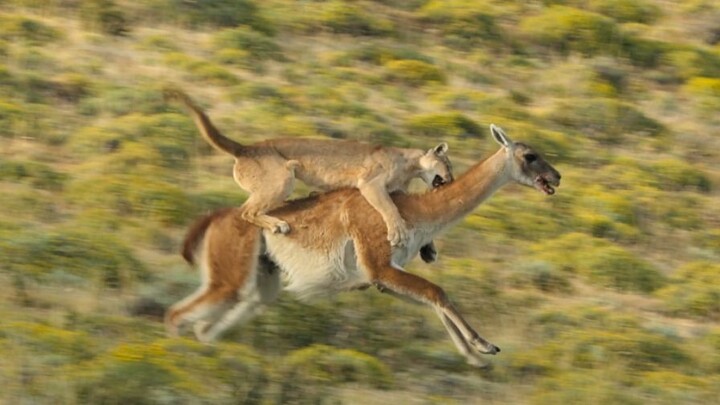 Guna, the God Who Rules the Guanaco — The Puma