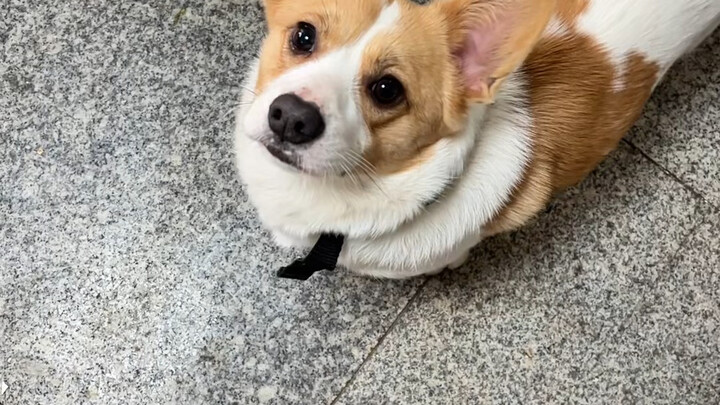 ลูกบอลถ่านของบ้านฉันเสียงดูนุ่มนิ่มมากเลย