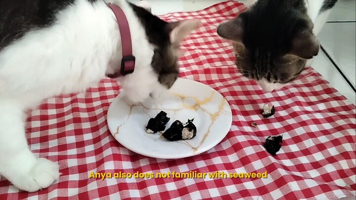 cats try seaweed Chicken Roll