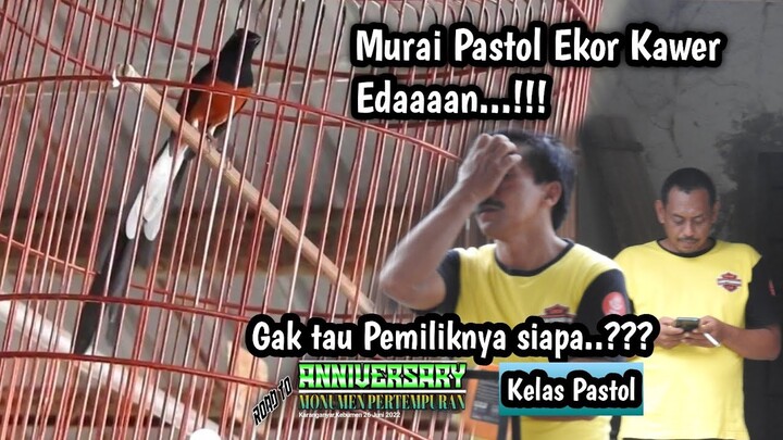 Murai pAstol Ekor Klawer EdAn‼️tau punya siapa ini