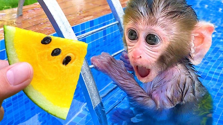 Monkey Baby Bon Bon อาบน้ำในอ่างอาบน้ำและกินแตงโมสีเหลืองกับลูกสุนัข