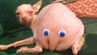 Pets That Would Fill Up Your Day With Happiness 🥰