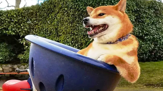Funniest 🐶 Dogs And 😻 Cats- พยายามอย่าหัวเราะ 🤣 - Funny Pet Animals&39; Life