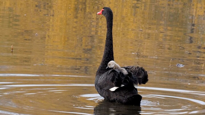 Real-life footage: The black swan mother suddenly takes flight, leaving her chick behind, who franti