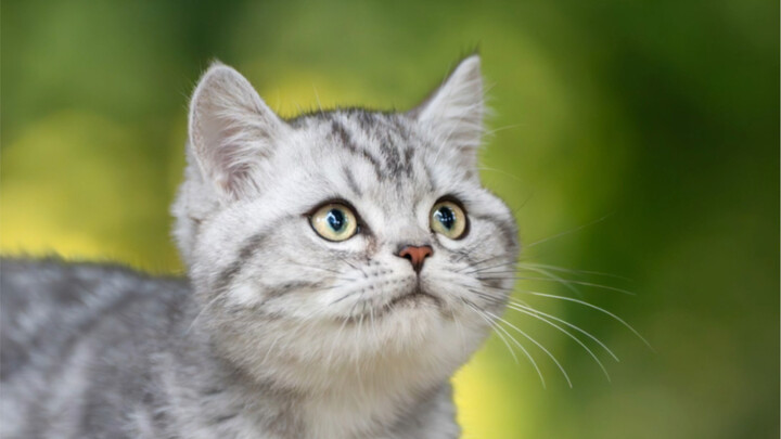 Can you handle such an adorable, social butterfly little kitten?