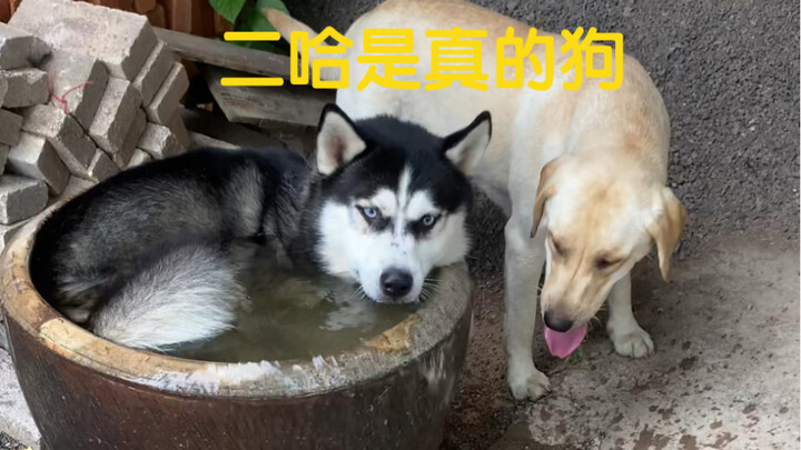 The Husky really is a dog!