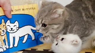 The kittens quarrel so I used a picture book to teach them