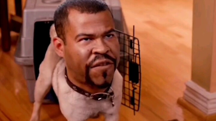 【الإخوة السود】لقد بدأوا أخيرًا في استهداف الكلاب!