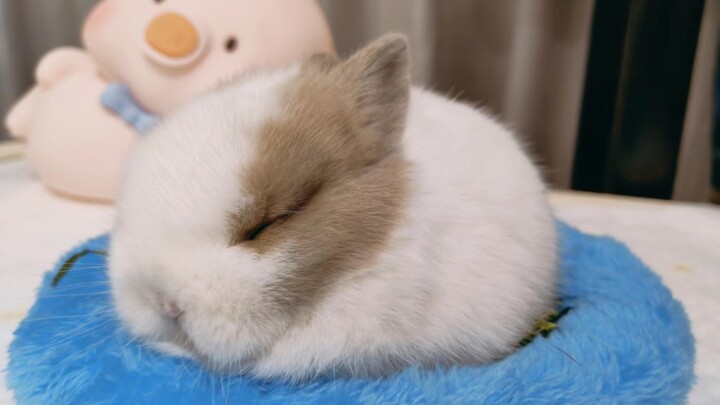 ตอนเด็กๆ คอยกล่อมมันให้หลับ พอโตขึ้นมา มันกลับซัดฉันจนสลบไปเลย