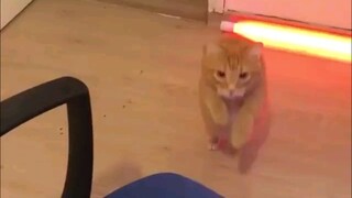 What do your cats and dogs do when you are not at home?