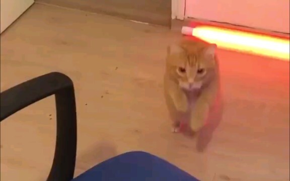 What do your cats and dogs do when you are not at home?