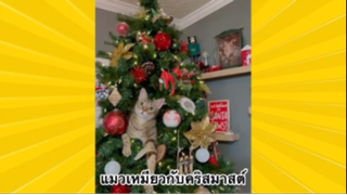 สัตว์เลี้ยงเพื่อนขนปุย : แมวเหมียวกับคริสมาสต์