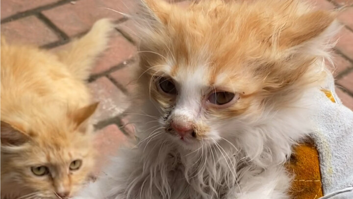 Lần này là lần có không khí nặng nề nhất kể từ loạt phim bắt cóc thay vì mua sắm, ngay trước khi chú