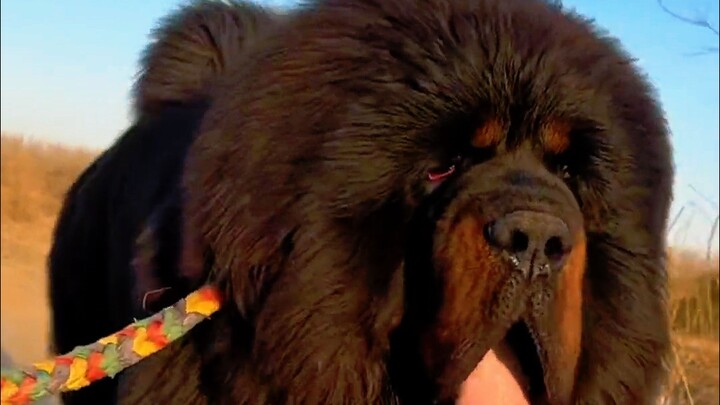 这种狗咬人吗？