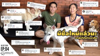 อลาสกัน มาลามิวท์  ได้ชื่อใหม่เเล้ว  : DOG LIFE STORY EP04