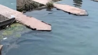 Sungai Leshan Emei Bagian 739, netizen mengatakan bahwa ketika melakukan latihan pagi di pagi hari, 