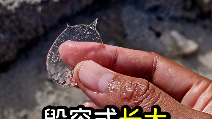 Growing up looking completely disfigured: the ruthless flatfish