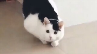 Mengapa anak kucing saya berbeda dari yang lain?
