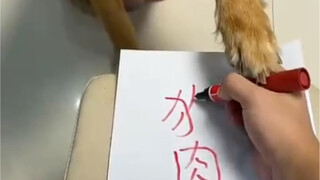 Pig: Lost because of lack of culture