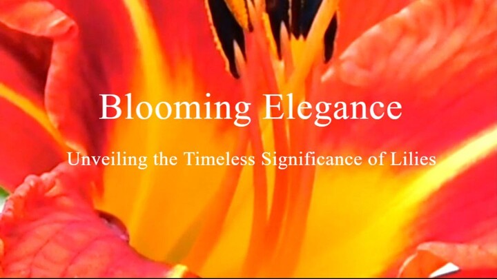 Blooming Elegance: Unveiling the Timeless Significance of Lilies