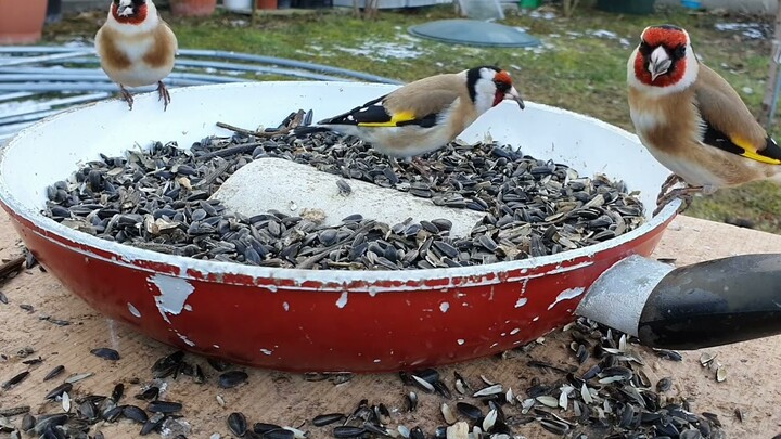 Bird video/2
