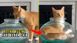 Ketika Kucing Jadi Benda Cair! Kucing Oren Bisa Masuk Toples yang Sangat Kecil! Video Kucing Lucu
