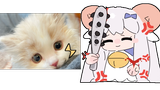 【Meili】A true story of a cat and sheep quarreling