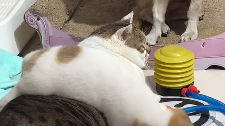 Mei Qiu really spoils him a lot.