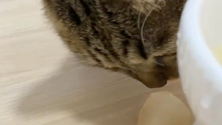 سبب سهولة العناية بقطط ليهوا