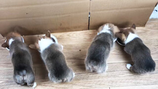 [Hewan]Corgi-Corgi Kecil Sedang Makan