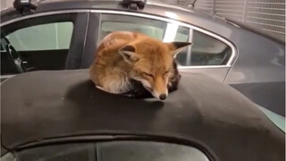 A 25-year-old man from the UK found a fox napping on the top of his convertible (purple MG MGF) when