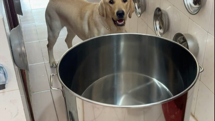 Dog: Are you feeding me or stewing me?