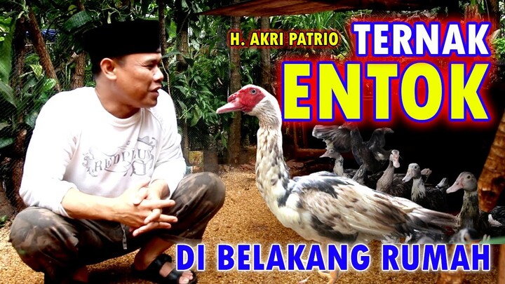 H AKRI PATRIO DARI DULU SUDAH HOBBY TERNAK DAN PELIHARA HEWAN