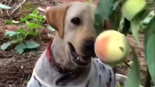 Anjing ini memakan segalanya.