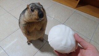 Groundhog eating vegetable buns