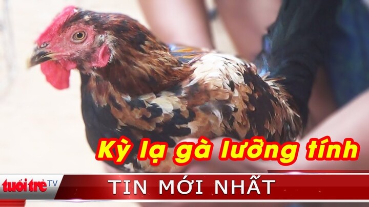 ⚡ Tin mới nhất | Kỳ lạ ở con gà lưỡng tính