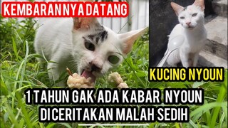 Sedih 1 Tahun Berlalu Begini Kabar Kucing Nyoun Kucing Cats Lovers Tv